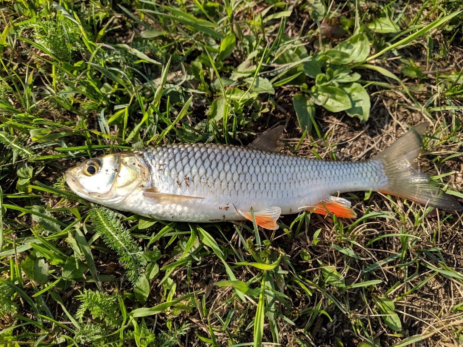 Squalius cephalus (Linnaeus, 1758)